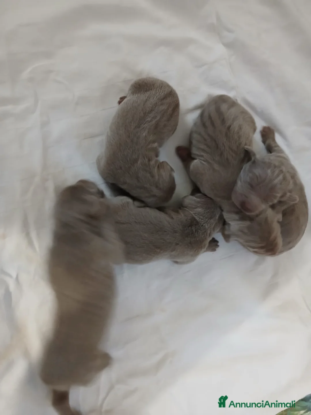 Segugio cani in vendita: Vediamo weimaraner  - Annuncio 2