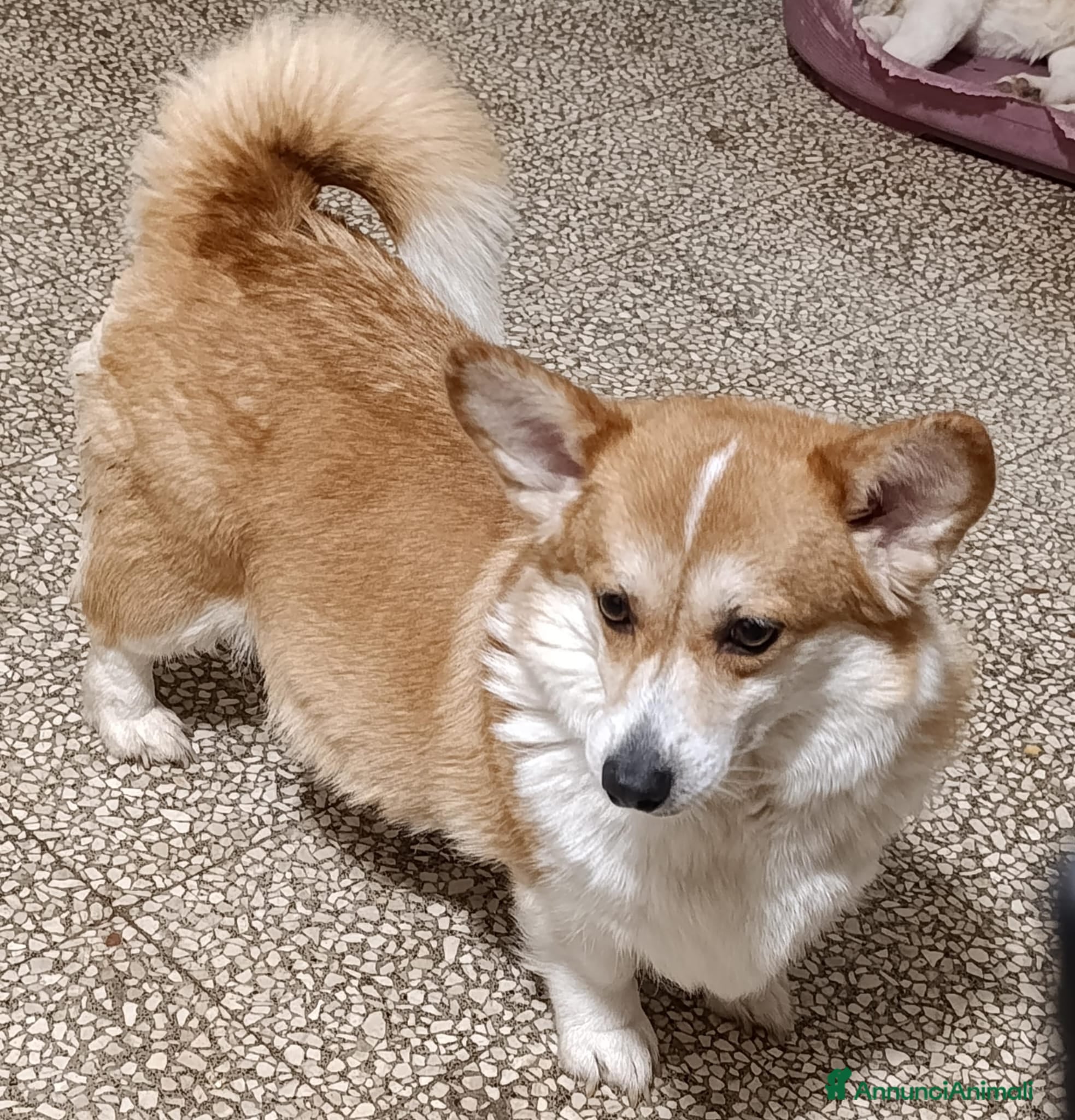 Welsh Terrier cani Welsh Corgi Pembroke  - Annuncio 1