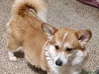 Welsh Terrier cani Welsh Corgi Pembroke - Annuncio 34