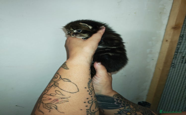 Maine Coon gatti a Provincia di Varese - Annuncio 4