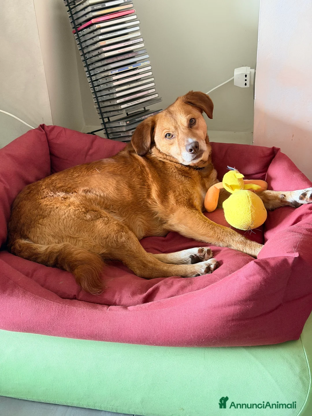 Meticcio cani in regalo: Rossa - Annuncio 1