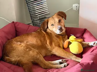 Meticcio cani Rossa - Annuncio 19