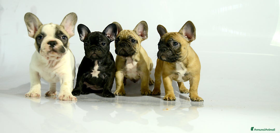 Immagine della galleria {{count}}