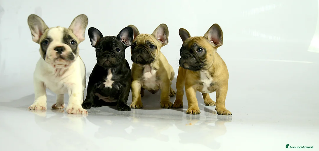 Immagine della galleria {{count}}