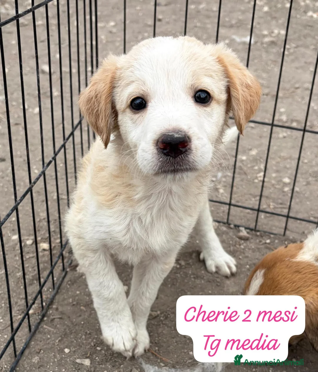 Meticcio cani in regalo: Cuccioli, non hanno chiesto di nascere  - Annuncio 2