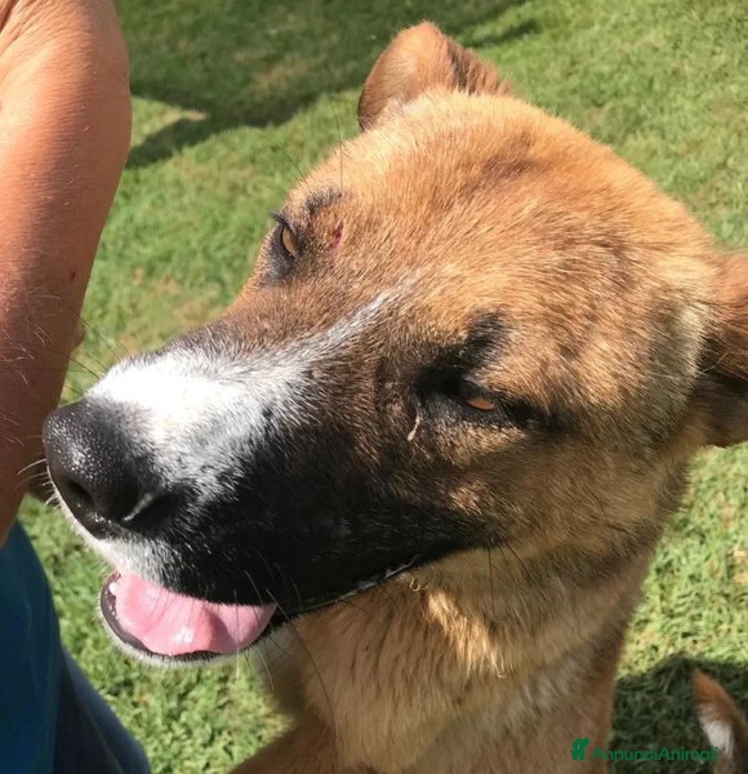 Meticcio cani in regalo: VAN, cucciolone con una stella sul dorso - Annuncio 3