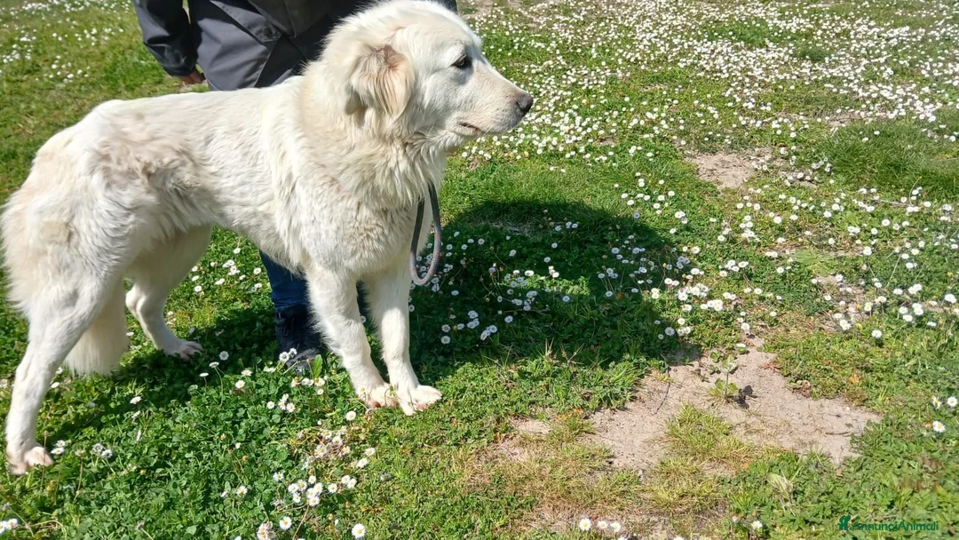 Meticcio cani in regalo: DILETTA LA BONTA' ASSOLUTA CERCA CASA, IN ADOZIONE - Annuncio 2