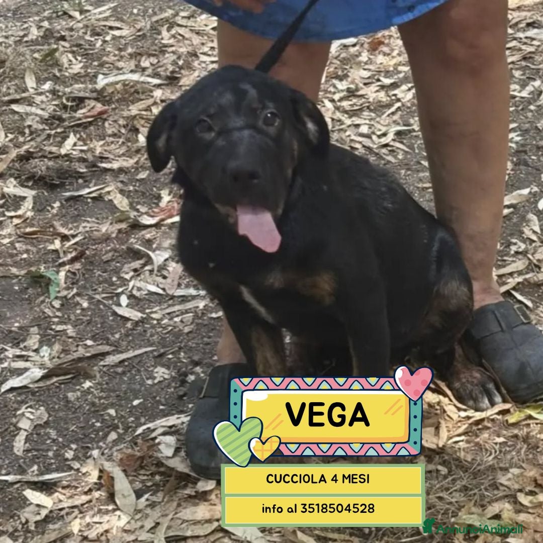 Meticcio cani Vega cucciola cerca casa mix rottweiler corso - Annuncio 24