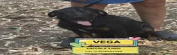 Meticcio cani in regalo: Vega cucciola cerca casa mix rottweiler corso - Annuncio 1