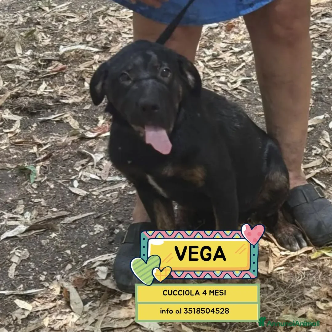 Meticcio cani in regalo: Vega cucciola cerca casa mix rottweiler corso - Annuncio 1