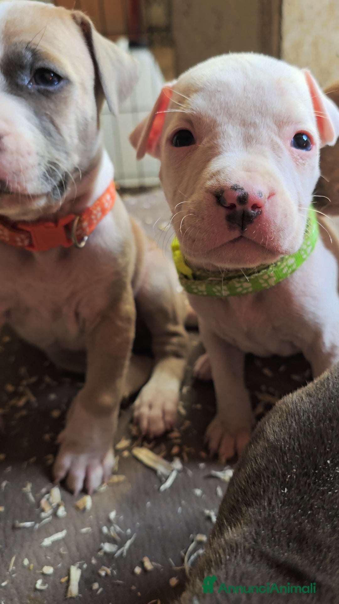 American Staffordshire cani in vendita: Cuccioli Amstaff  - Annuncio 1