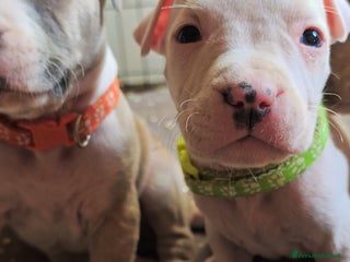 American Staffordshire cani Cuccioli Amstaff - Annuncio 4