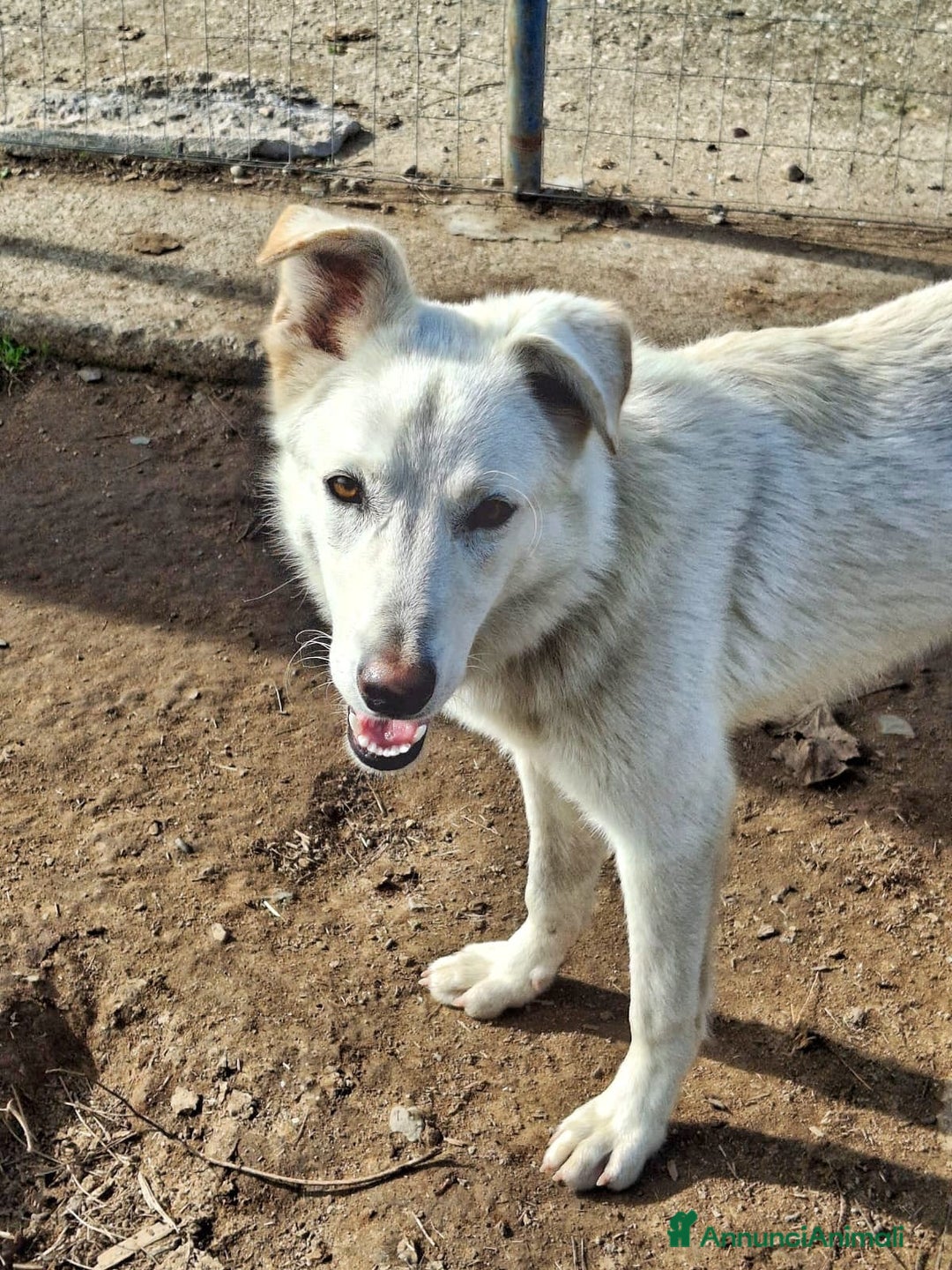 Meticcio cani in regalo: LUNA 🩷 -cucciola mix pastore/husky, dolce e bella - Annuncio 2