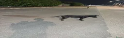 Meticcio cani in regalo: Cagnolini che cercano amore - Annuncio 5