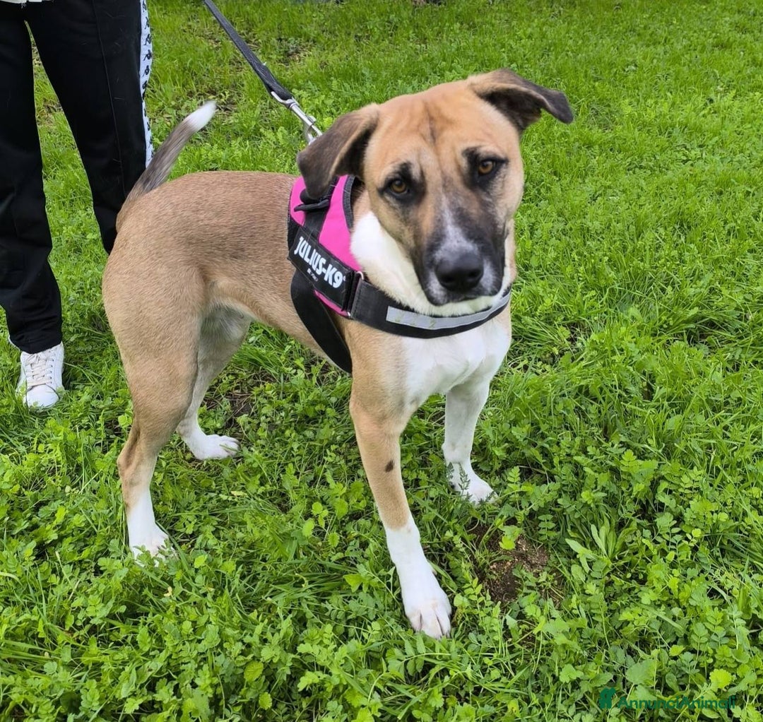 Meticcio cani in regalo: Bibi, bella e buona - Annuncio 4