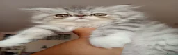 Persiano gatti in vendita: Gattino Persiano Cincillà Silver Tabby - Annuncio 4