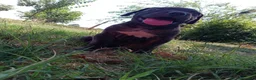 Cane Corso cani in vendita: Cuccioli di Cane Corso - Annuncio 15