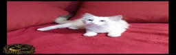 Ragdoll gatti in vendita: Ragdoll femmina con pedegree  a Provincia di Cremona - Annuncio 3
