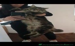 Maine Coon gatti in vendita: Ultima Mainecoon disponibile - Immagine 3