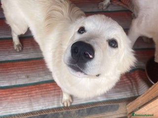 Meticcio cani SALVA IL DOLCE AIKO - Annuncio 42