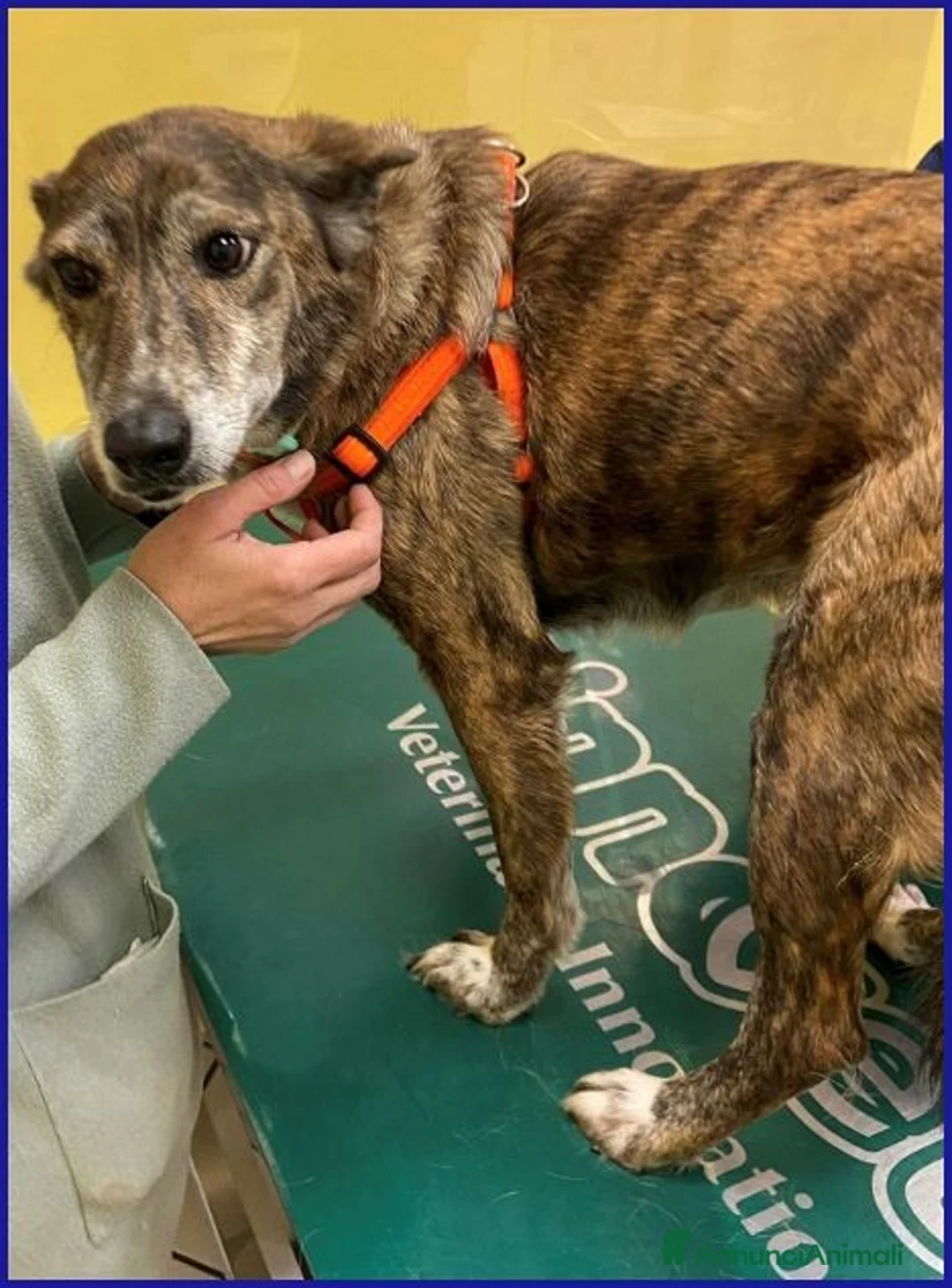 Meticcio cani in regalo: WILMA dolce nonnina tigrata - Annuncio 7