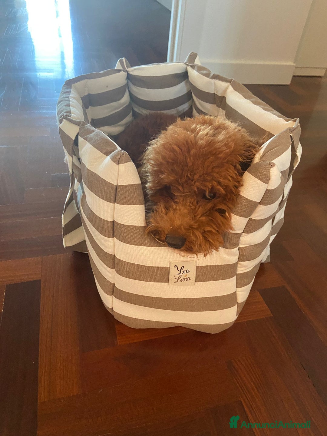 Barboncino cani in vendita: Barboncino Nano maschio fulvo - Annuncio 3