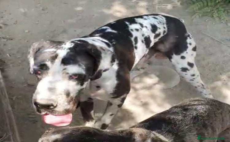 Alano cani - Annuncio 1