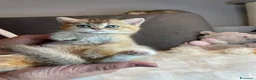 British gatti in vendita: Cuccioli British  - Annuncio 16