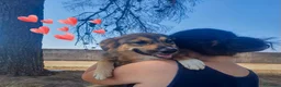Meticcio cani in regalo: BRENDA 🩷 basta conoscerla per amarla. a Provincia di Alessandria - Annuncio 3