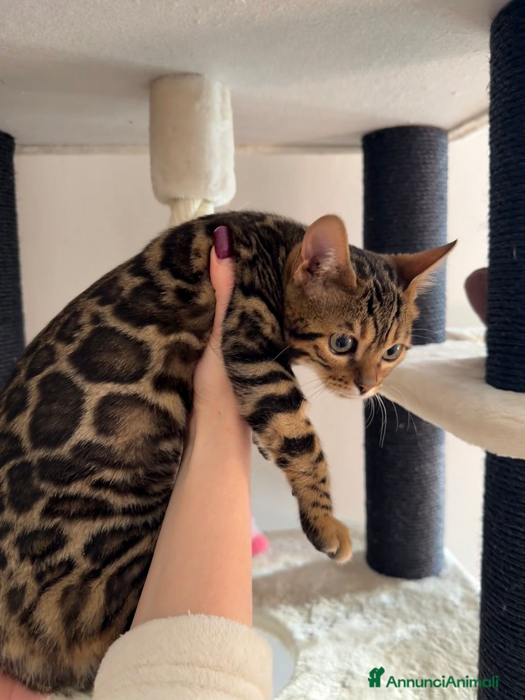 Bengala gatti in vendita: Gattina bengala brown spotted tabby  - Annuncio 26