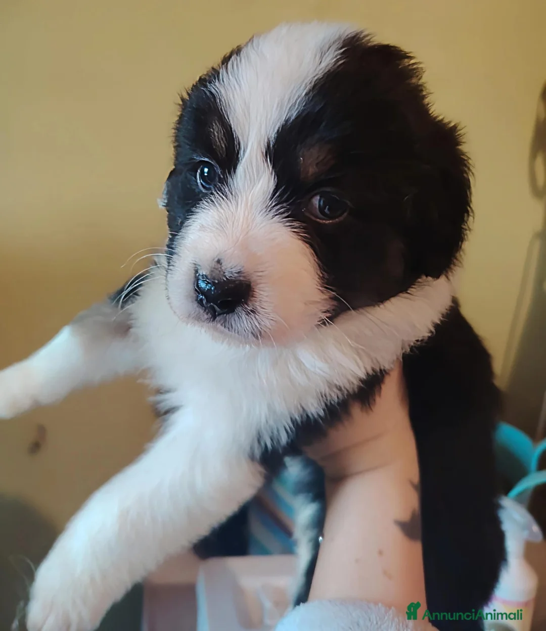 Australian Shepherd cani in vendita: Cucciola pastore australiano  - Annuncio 4