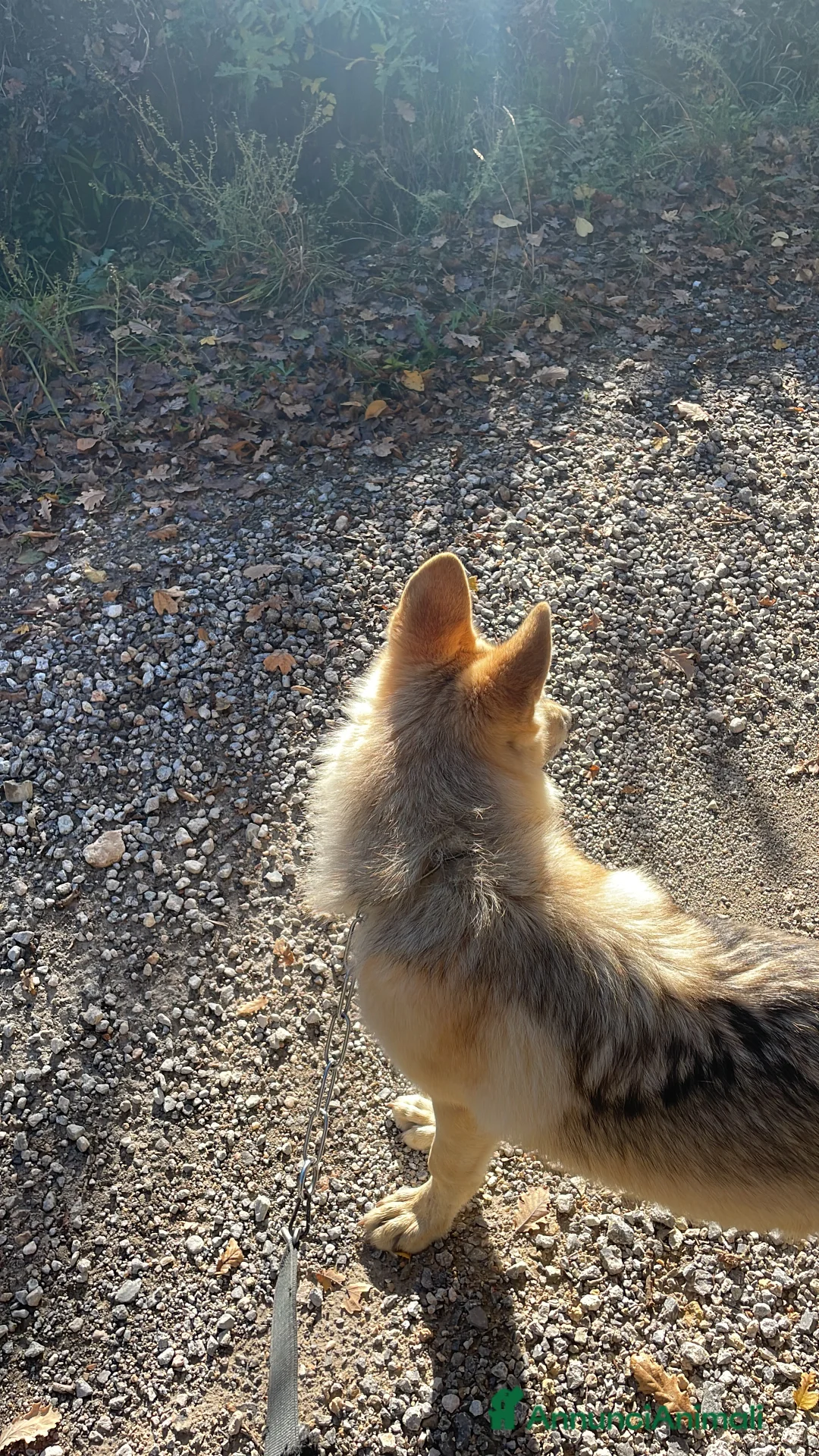 Meticcio cani in vendita: Cucciola di American Wolfdog a Città Metropolitana di Firenze - Annuncio 6