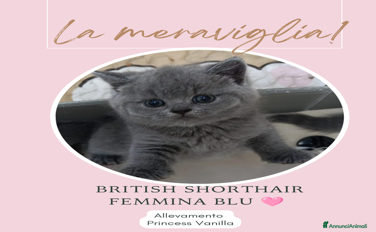 British gatti a Chieti - Annuncio 16