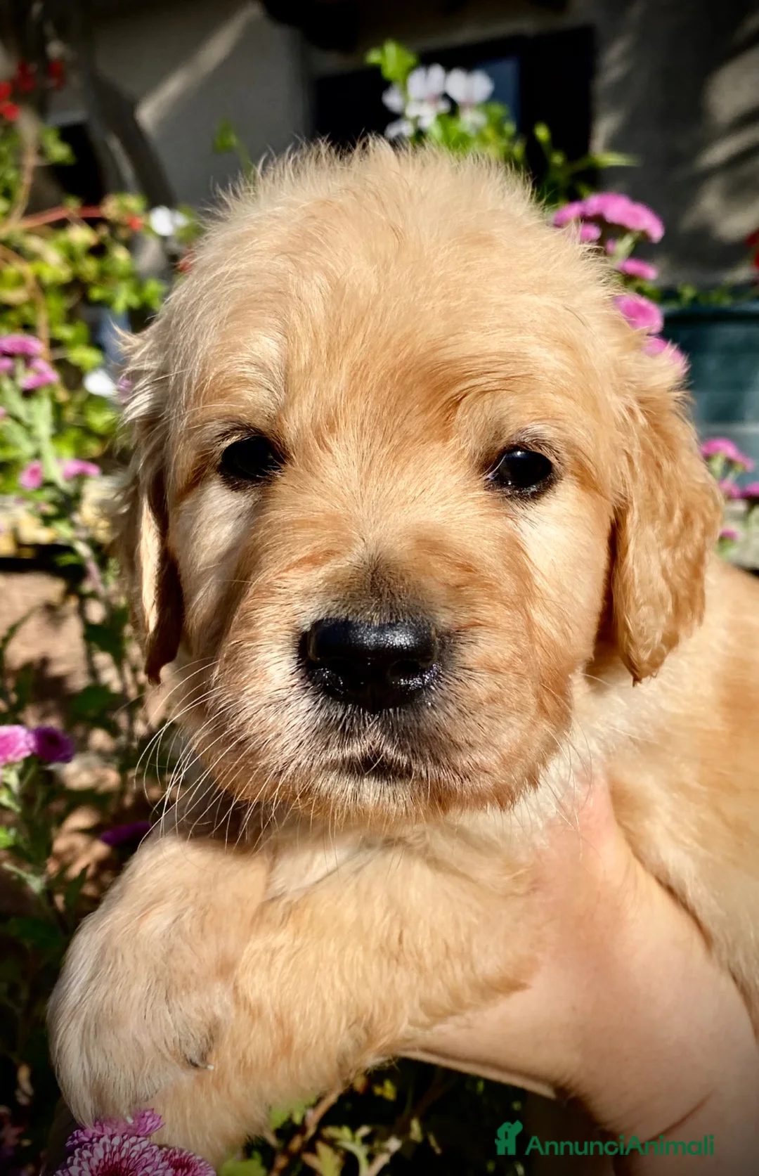 Golden Retriever cani in vendita: Golden Retriever Cuccioli a Provincia di Siena - Annuncio 2