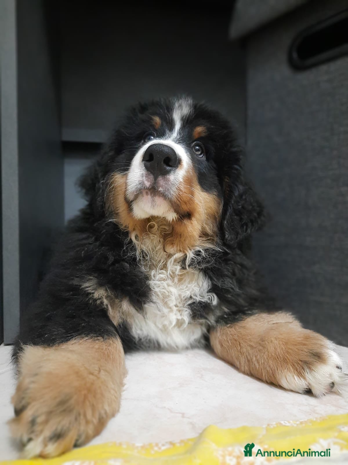 Bovaro del Bernese cani Bovaro Del Bernese cuccioli disponibili - Annuncio 2
