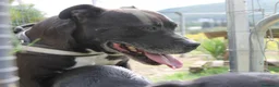Pitbull cani in regalo: dolce roy in regalo - Annuncio 4