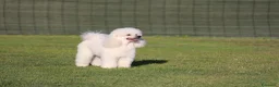 Barboncino Toy cani in vendita: Cuccioli di barboncino toy maschi bianchi  a Provincia di Varese - Annuncio 2