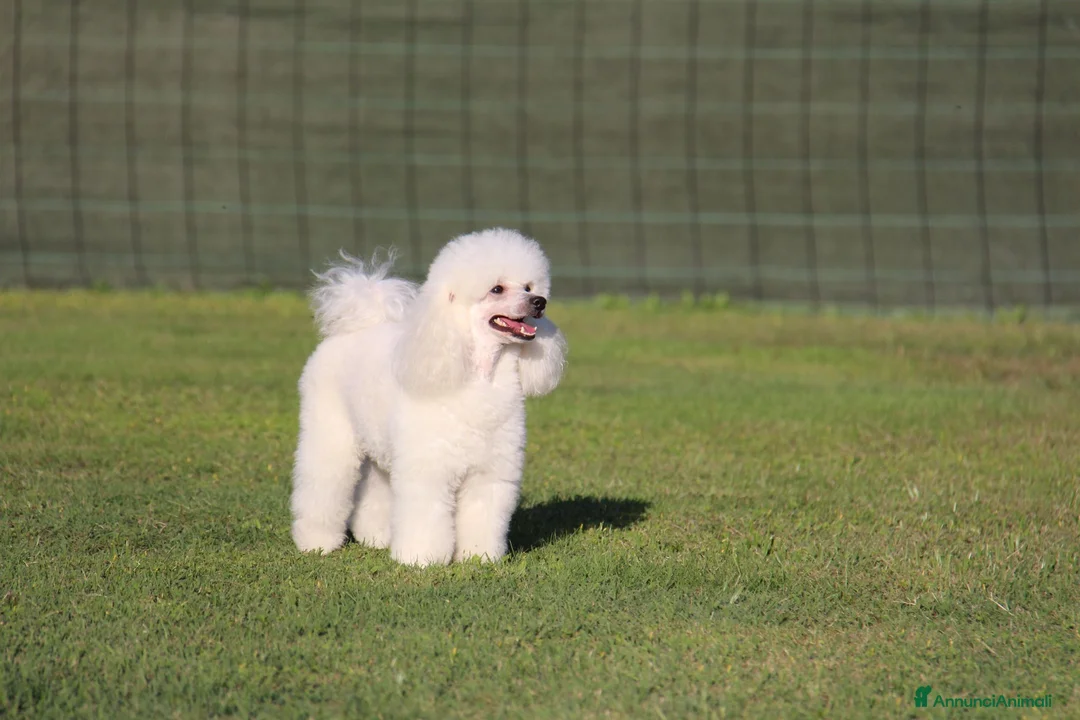 Barboncino Toy cani in vendita: Cuccioli di barboncino toy maschi bianchi  a Provincia di Varese - Annuncio 2