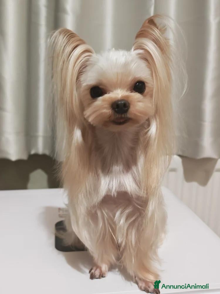 Yorkshire cani Cuccioli di Yorkshire Terrier in Ottima Salute - Annuncio 4