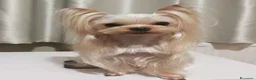 Yorkshire cani in vendita: Cuccioli di Yorkshire Terrier in Ottima Salute - Annuncio 8