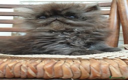 Persiano gatti in vendita: Cucciolo persiano ipertipico maschio a Provincia di Brindisi - Immagine 4