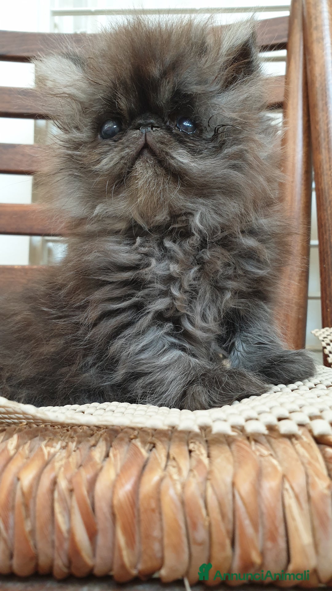 Persiano gatti in vendita: Cucciolo persiano ipertipico maschio a Provincia di Brindisi - Immagine 4