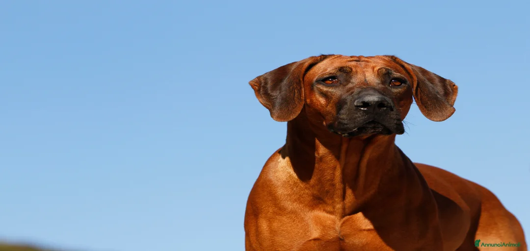 Immagine della galleria {{count}}