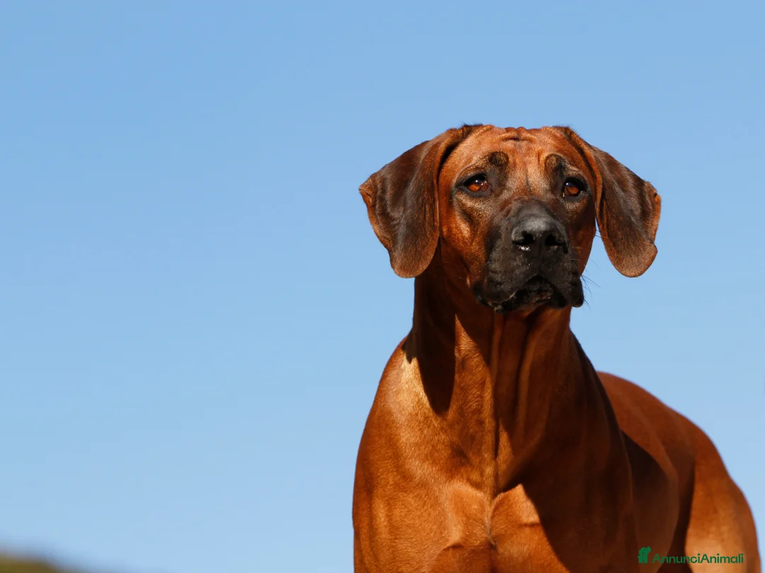 Immagine della galleria {{count}}