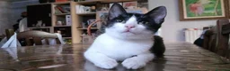 Europeo gatti in regalo: FELIX, adorabile micino in adozione  - Annuncio 2