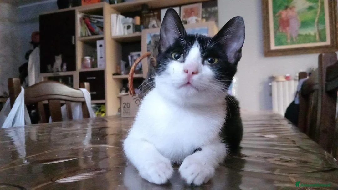 Europeo gatti in regalo: FELIX, adorabile micino in adozione  - Annuncio 2