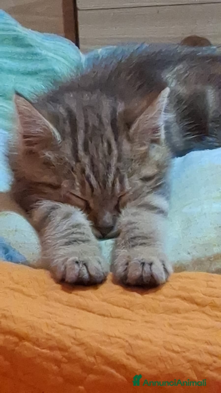 Altre razze gatti in vendita: Calico van bengalese - Annuncio 5
