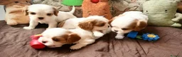 Cavalier King cani in vendita: Cuccioli di Cavalier King con pedigree - Annuncio 4
