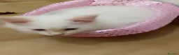 Siberiano gatti in vendita: Cuccioli di Siberiano Neva Masquerade  a Provincia di Macerata - Annuncio 3