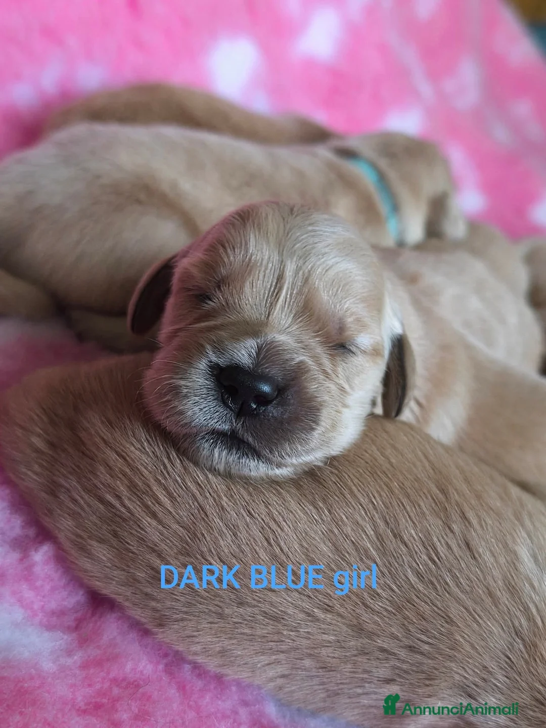 Golden Retriever cani in vendita: Cucciolata 100% americana  - Annuncio 19